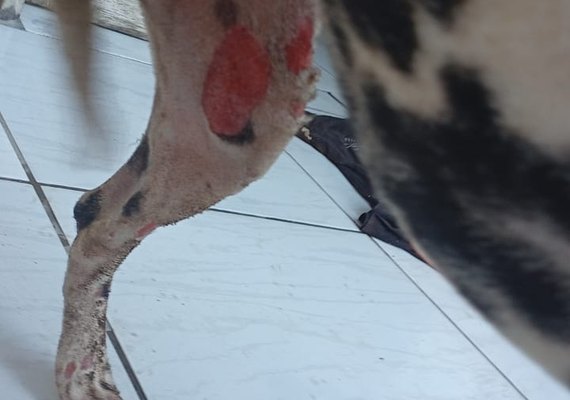 Homem é preso ao atear fogo em muro de casa e ferir cachorro em Maceió