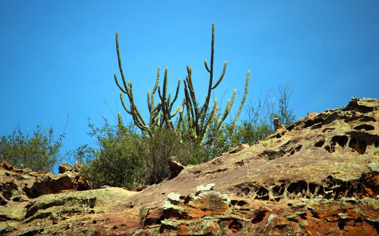  Exposição “A Caatinga do Sertão Alagoano” estreia no Museu da Imagem e do Som de Alagoas 