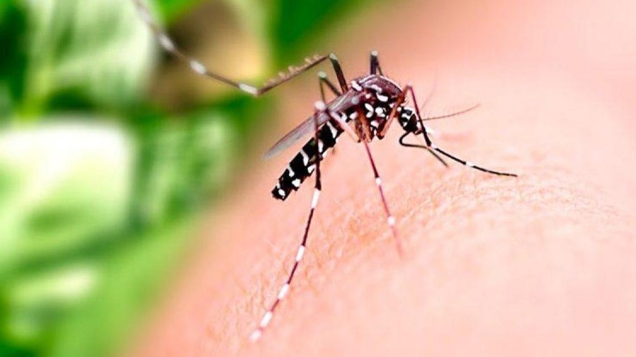 Mosquitos não escolhem humanos ao acaso, revela estudo; saiba como se proteger