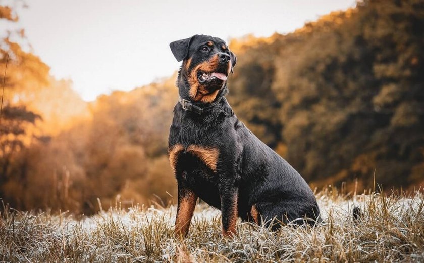 EUA: cão policial faz rastreamento 'invertido' para encontrar casa de criança perdida
