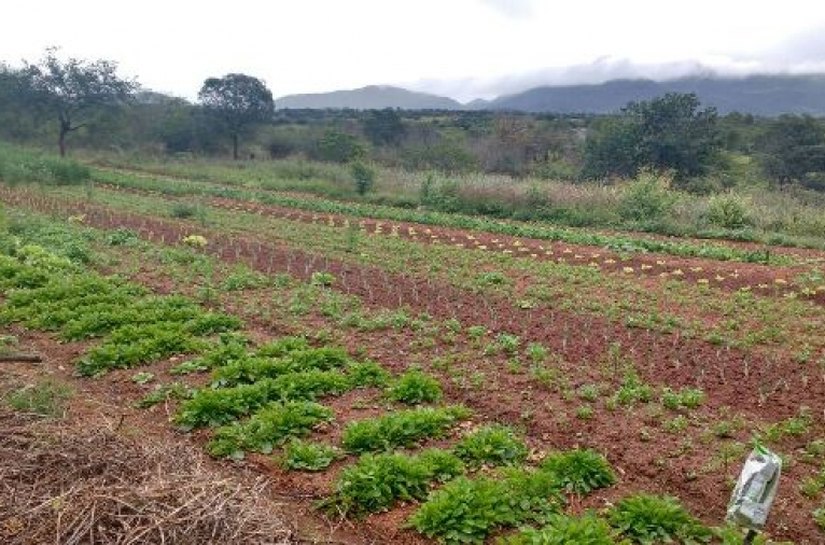 Programa de Aquisição de Alimentos beneficiará 1. 875 agricultores familiares