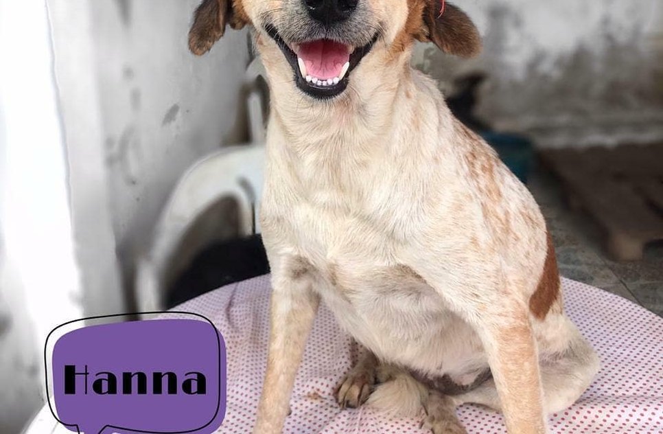 CACHORRO ADASFA