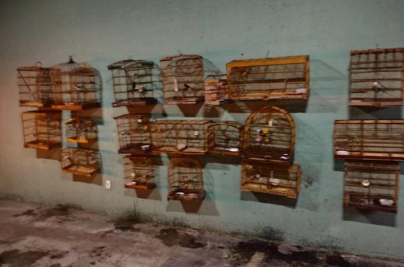 PM flagra crimes ambientais em operação na Zona da Mata alagoana