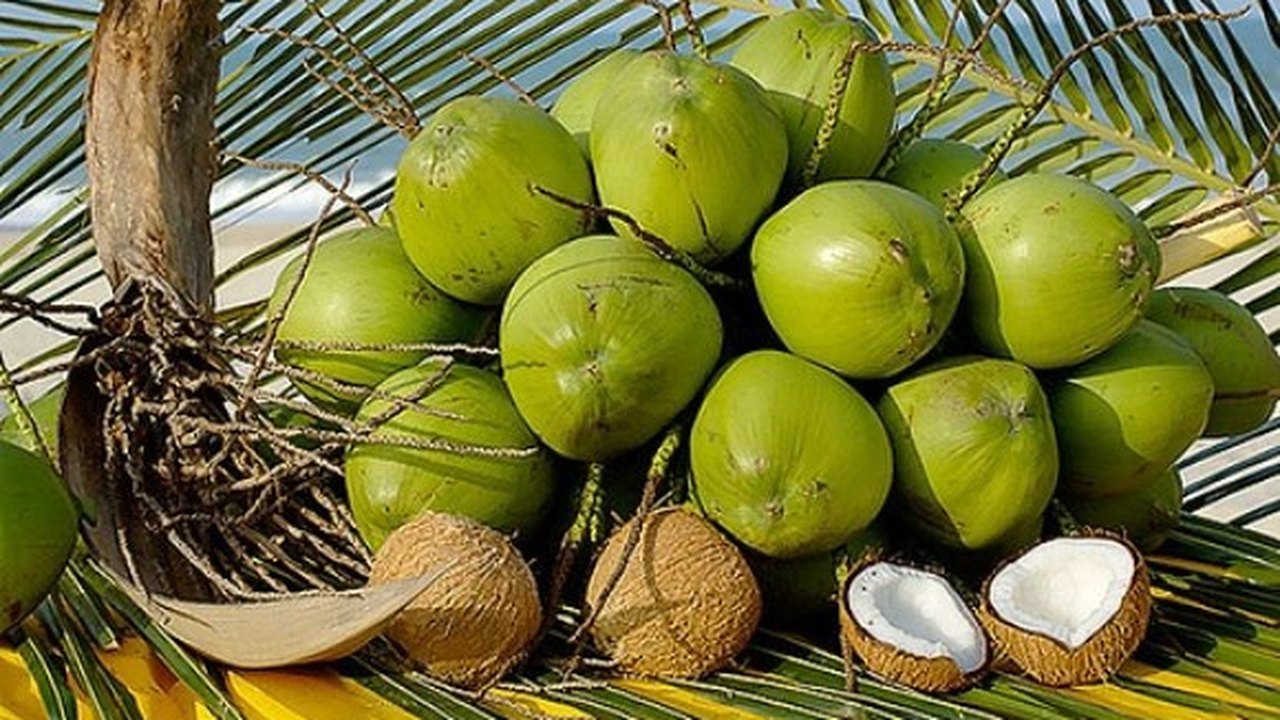 Cadeia produtiva do coco busca alternativas a importados