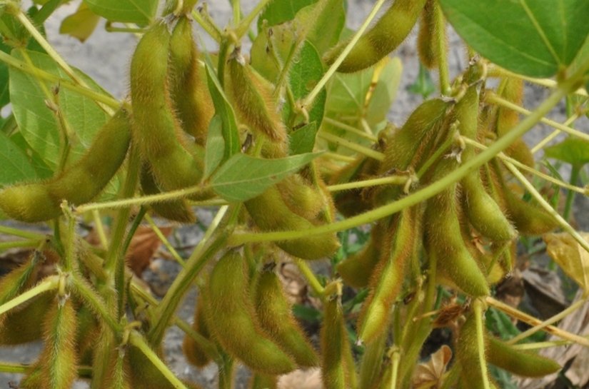 Dia 4: Governo de AL realiza Dia de Campo sobre soja, em Campo Alegre