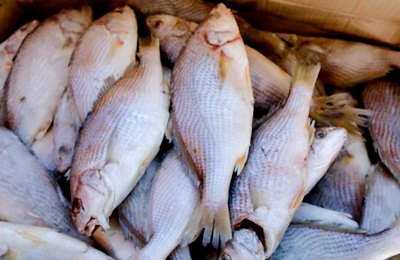 Prefeitura de Palmeira iniciará nesta segunda (30) entrega de peixes para 13 mil famílias