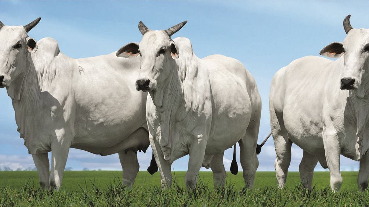 Cooperboi lança programa de qualidade de carne inédito em Alagoas