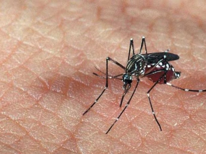 Saúde prepara nova força-tarefa contra o Aedes aegypti após Olimpíadas