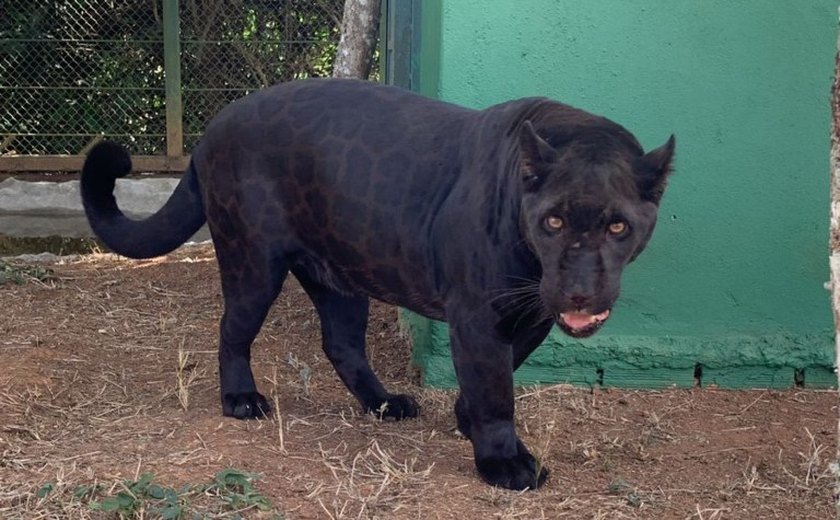 Misteriosas e raras, onças-pretas dominam parte do Cerrado e intrigam pesquisadores