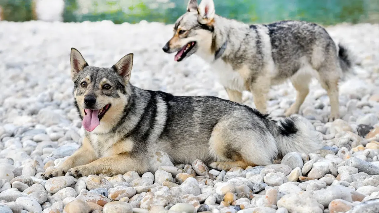 Spitz dos visigodos: conheça essa raça de cachorro viking de lendas antigas
