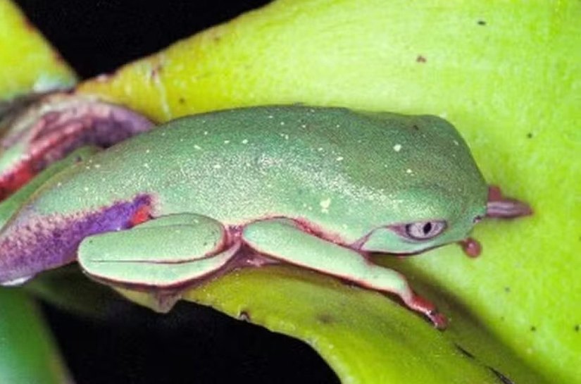 Vírus letal reduz em 83% população de pererecas em reserva da Mata Atlântica