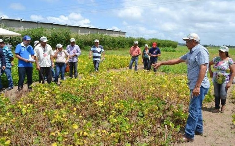 Pesquisas apontam o potencial do Agreste para produção de grãos