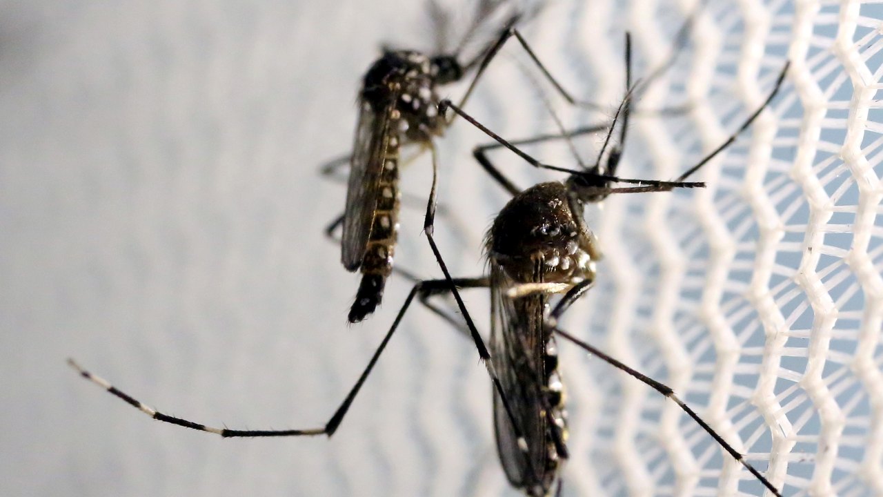 Aedes aegypti: quase metade dos municípios em alerta ou risco