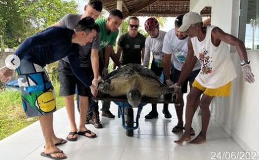 Tartaruga-verde é resgatada após não conseguir retornar ao mar