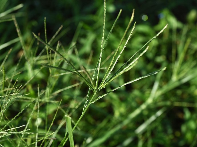 Perigo à soja: capim pé-de-galinha ameaça produtividade e exige manejo estratégico