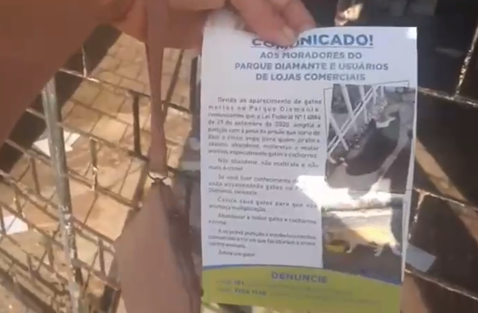 Moradores denunciam maus-tratos contra gatos na Zona Sul de Aracaju