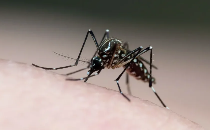 Cidade de São Paulo chega a 5 mortes por dengue em 2025; casos confirmados passam de 30 mil