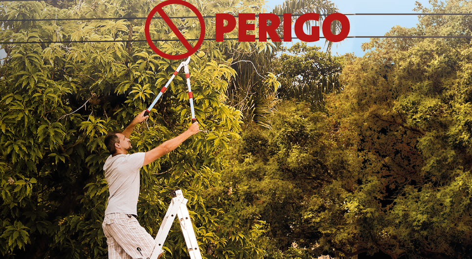 ÁRVORE PERIGO ENERGISA