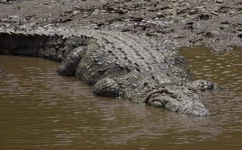 Crocodilo gigante é visto atravessando estrada no México