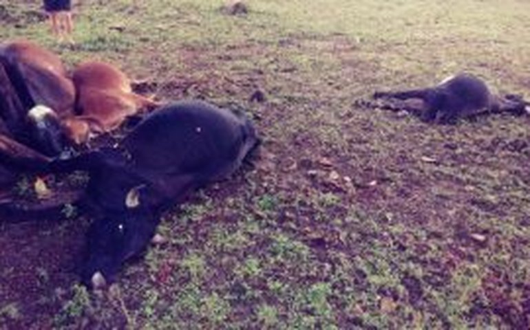 Raio mata gado no sertão alagoano