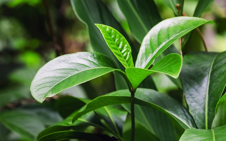 CO₂ é o novo fertilizante de plantas?