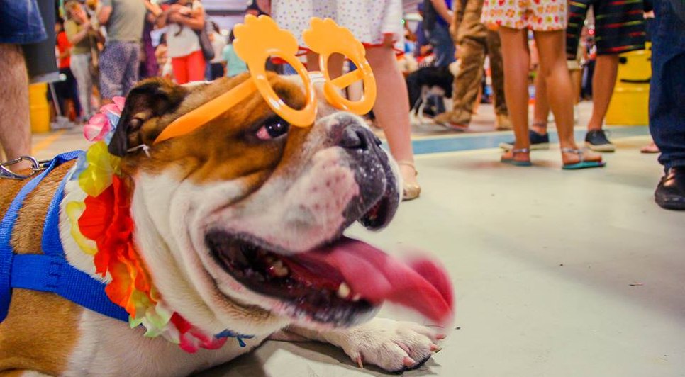 Pet no CarnavAU