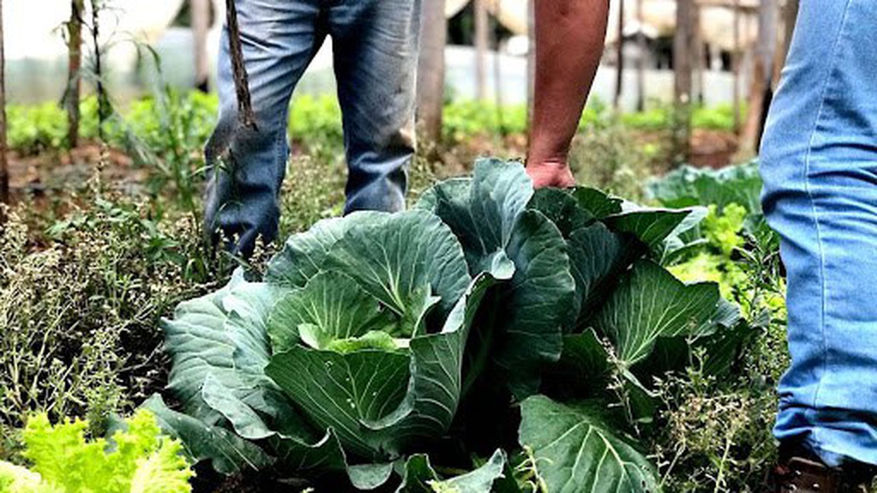 Esforço coletivo é essencial para a segurança alimentar no Brasil