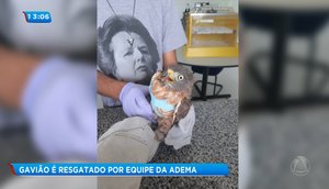 Resgate gavião