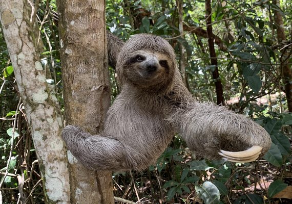Dia do bicho-preguiça: conheça as ações desempenhadas pelo IMA para a proteção do animal