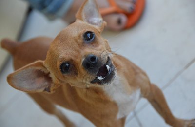 Sesau explica o que fazer quando for mordido por um cão de procedência desconhecida