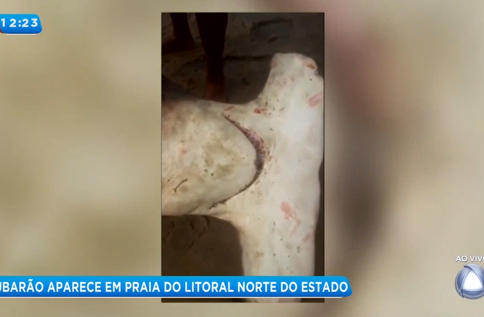 tubarão pirambu
