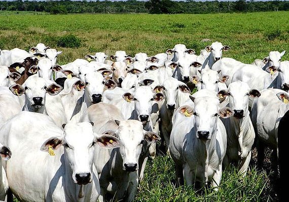 Suspeito de aplicar golpes milionários na compra de gado é preso no Agreste de Alagoas