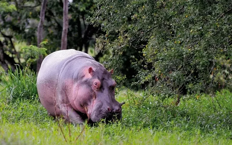 Colômbia faz 1ª doação de terras da fazenda de Pablo Escobar