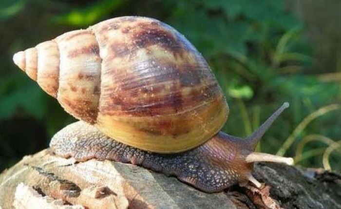 Caramujo ou caracol africano é uma praga presente no Brasil