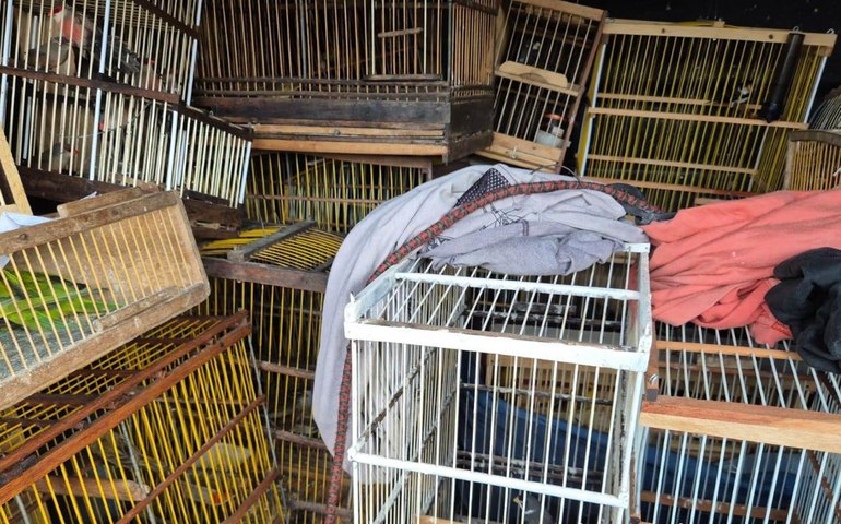 Polícia Militar apreende quase 700 animais em Arapiraca