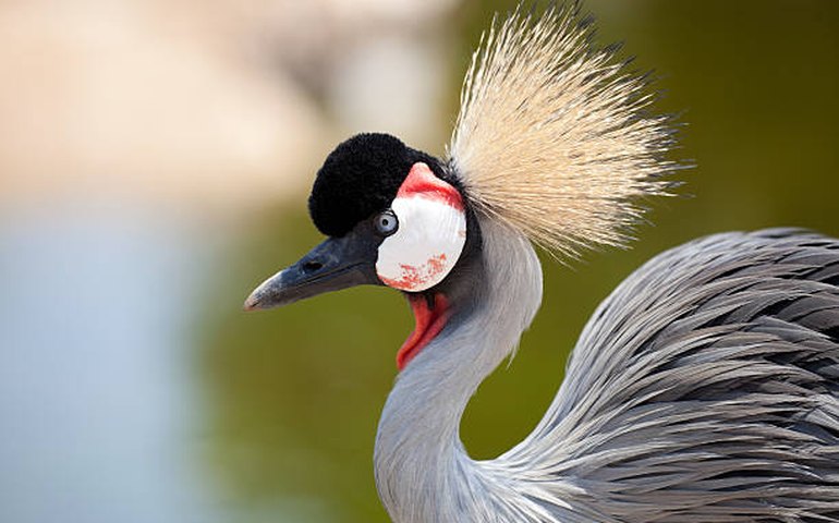 Ave que viralizou por acreditar ser parceira de um humano morre aos 42 anos nos EUA