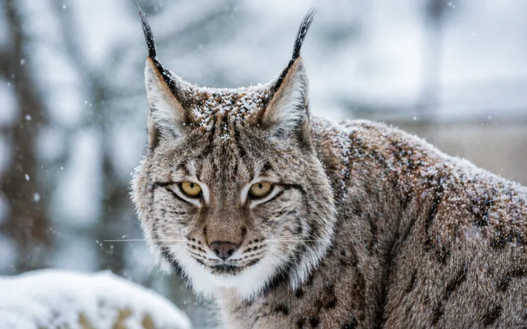 Zoológico de Moscou destaca sentidos apurados e características únicas de seu lince