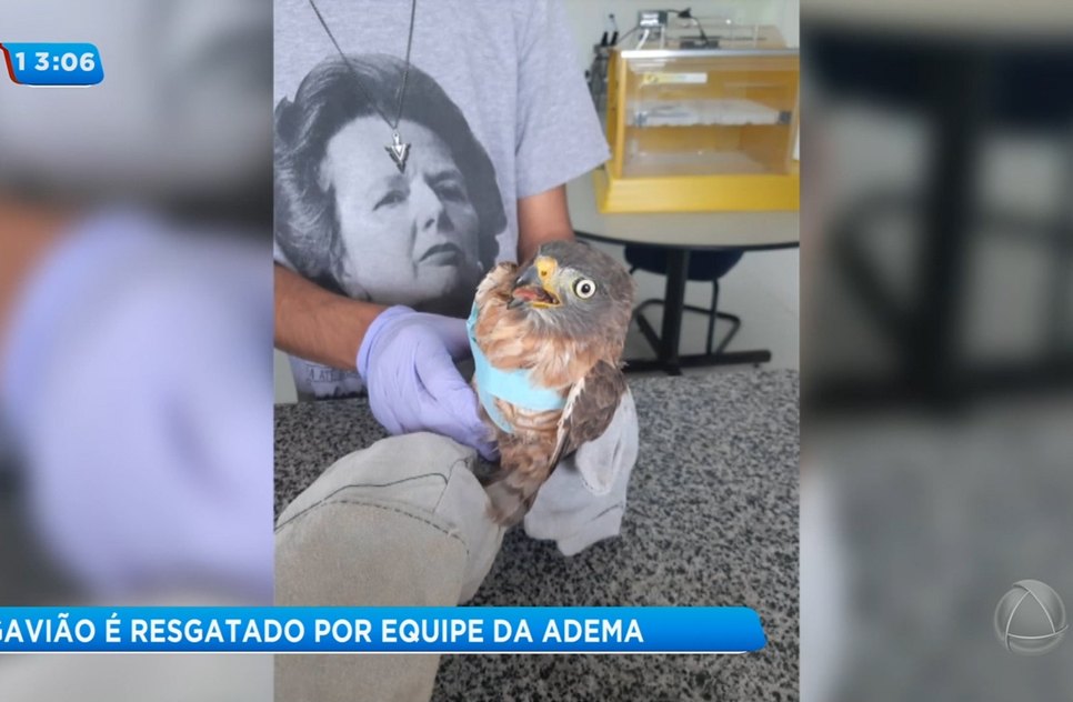 Resgate gavião
