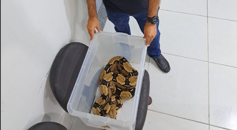 cobra ssp / Foto: Reprodução: Foto SSP