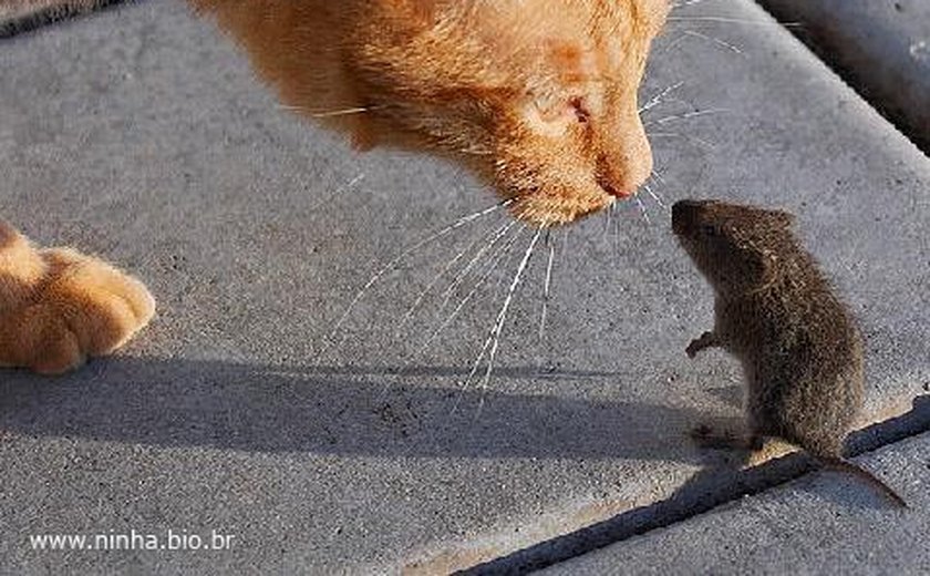 Estudo mostra que gatos não são tão eficientes no controle da população de ratos