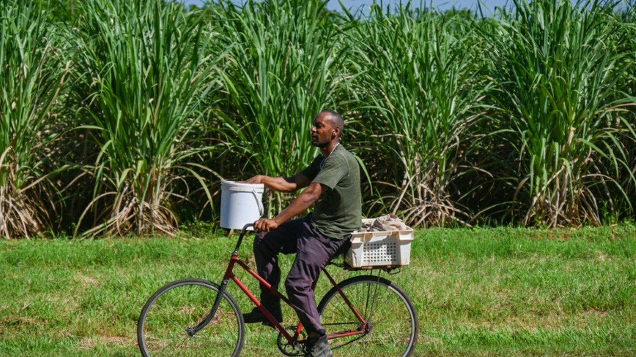 Cuba sofre com falta de mão de obra, e empresários contratam detentos para colher cana-de-açúcar