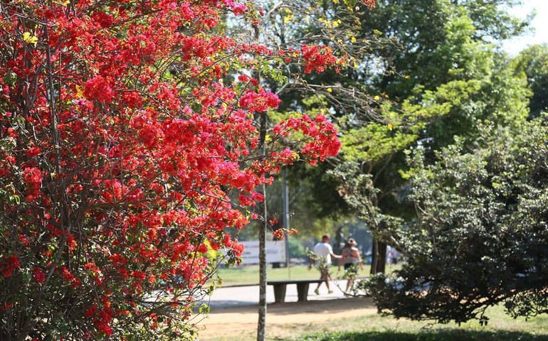 Primavera começa nesta terça com temperatura mais amena em SP e litoral paulista