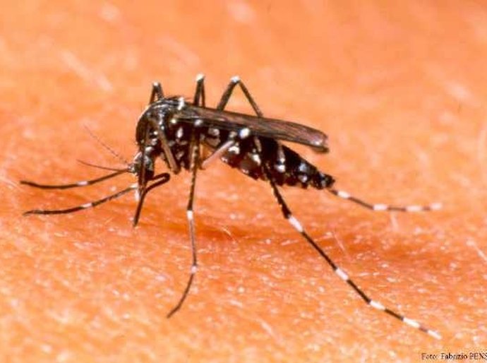 Sesau participa de encontro sobre dengue, zika e microcefalia em Ministério