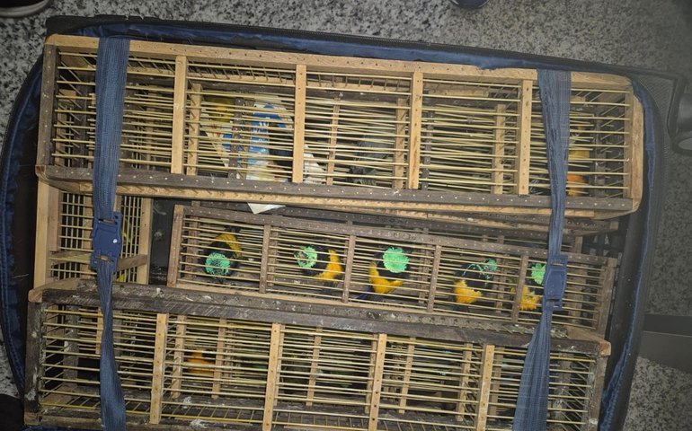 Ação integrada da PCAL e Polícia Federal apreende 42 aves silvestres no aeroporto Zumbi dos Palmares