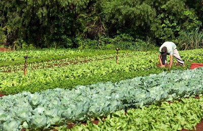 Projeto em tramitação no Senado estende programa Garantia-Safra a produtores de hortaliças