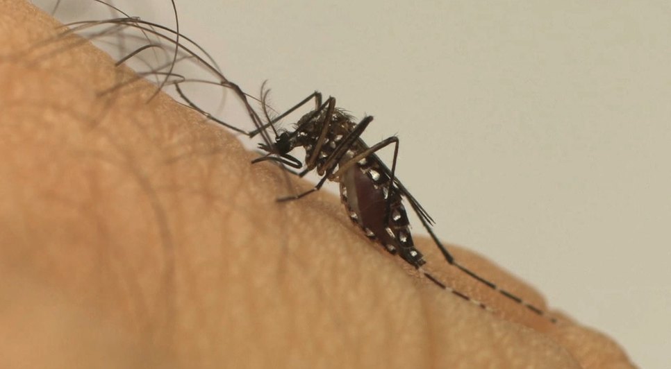 DENGUE FOTO FIOCRUZ