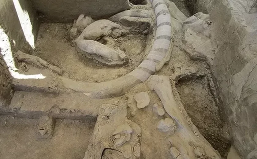 Centenas de ossos de mamute com pelo menos 30 mil anos são descobertos em adega na Áustria