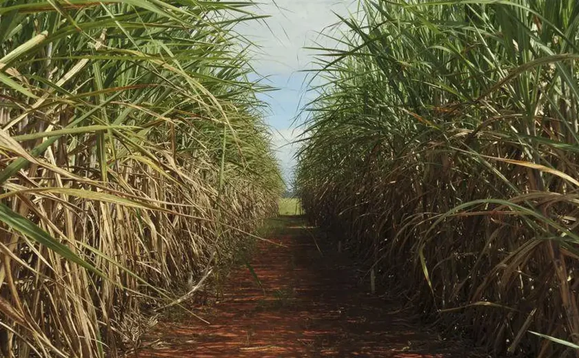 Brasil se consolida como maior produtor mundial de açúcar após safra histórica