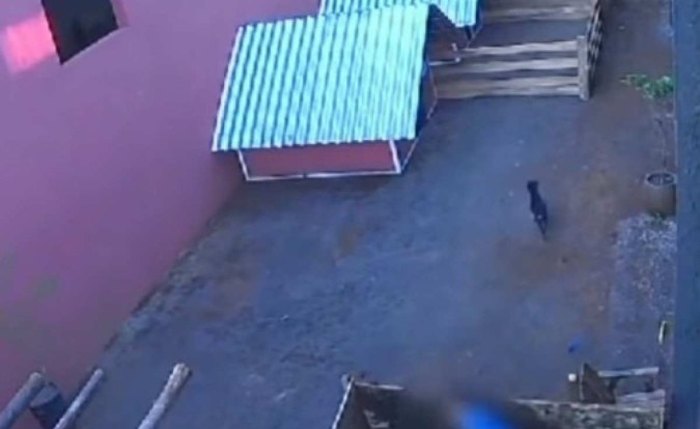 Criança entra no local com cachorro e promove massacre contra animais