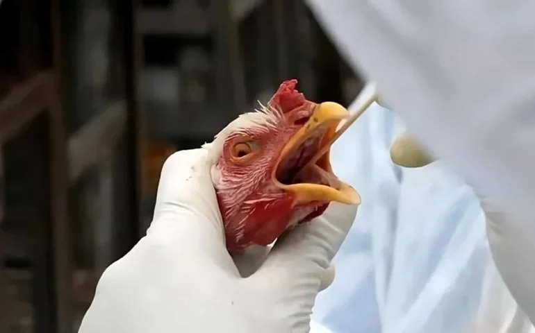 Instituto Biota emite alerta sobre riscos de gripe aviária no litoral de Alagoas